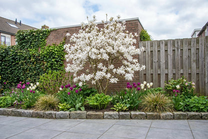 Sternmagnolie als Strauch (Magnolia 'Waterlily')