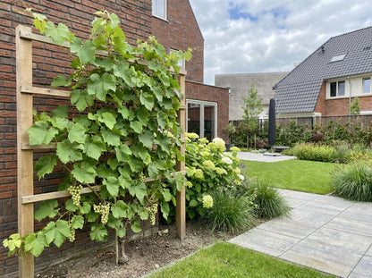 Klimplant Vitis Vroege van der Laan (druif) - Klimplanten