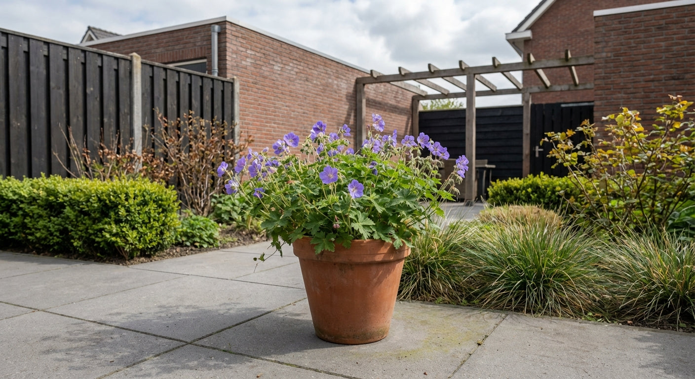 Storchschnabel (Geranium 'New Dimension')