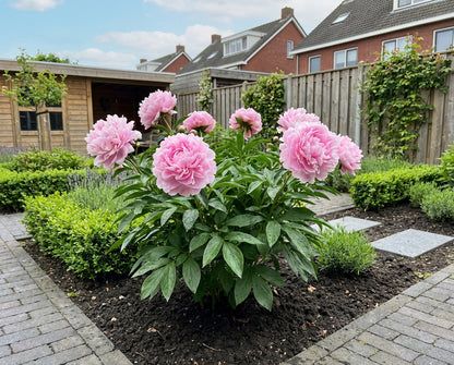 Pioenroos (Paeonia (L) 'Sarah Bernhardt') - Tuinplanten