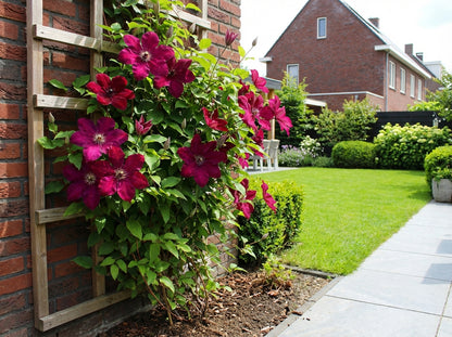Klimplant Clematis 'Westerplatte' (Bosrank) - Klimplanten