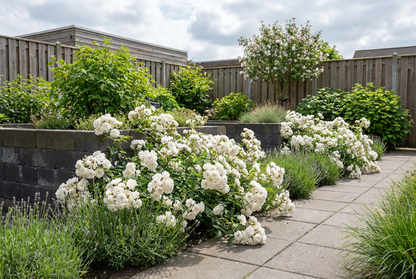 Bodembedekende roos (Rosa (PA) 'Crystal Fairy'  ®) - Rozen
