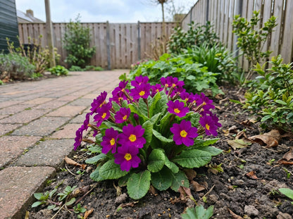 Sleutelbloem (Primula (J) 'Wanda') - Tuinplanten