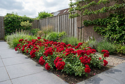 Bodembedekende roos (Rosa (PA) 'Fairy King' ®) - Rozen