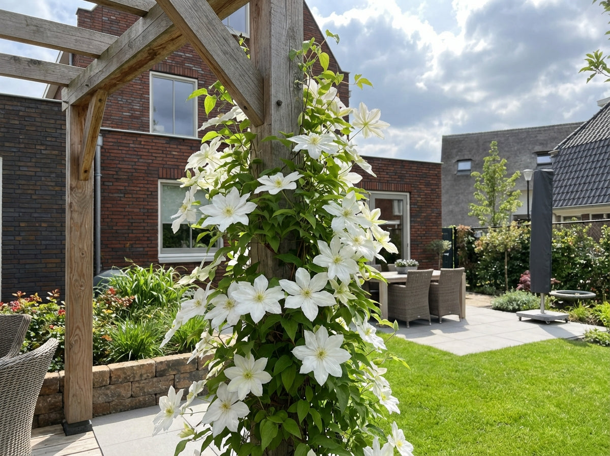 Groenblijvende Klimplant Clematis Early Sensation (Bosrank) - Klimplanten