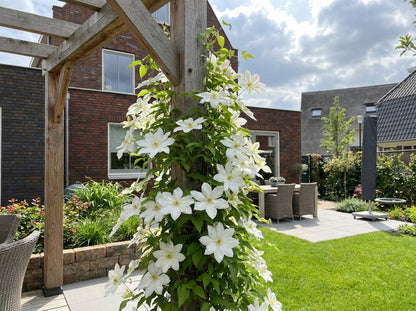 Groenblijvende Klimplant Clematis Early Sensation (Bosrank) - Klimplanten