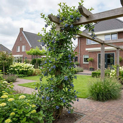Klimplant Vaccinium corymbosum Jersey (bosbes) - Klimplanten