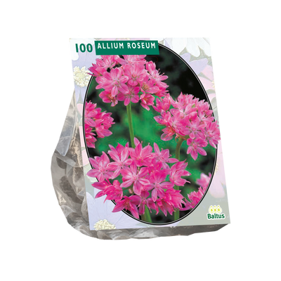 Allium Roseum – 100 Stück