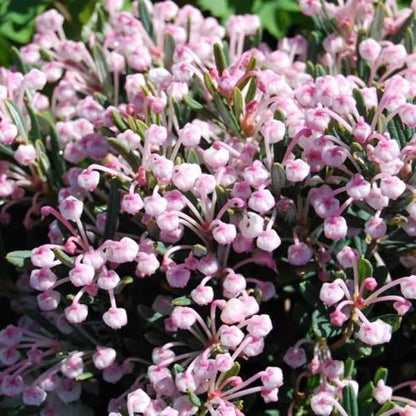 Lavendelheide (Andromeda polifolia 'Compacta') - Heesters