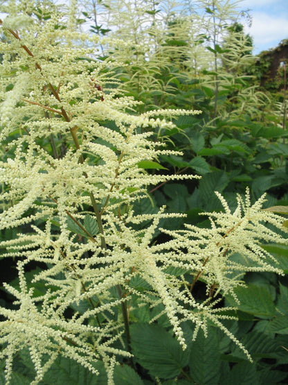 Geißbart (Aruncus dioicus) - Gartenpflanzen