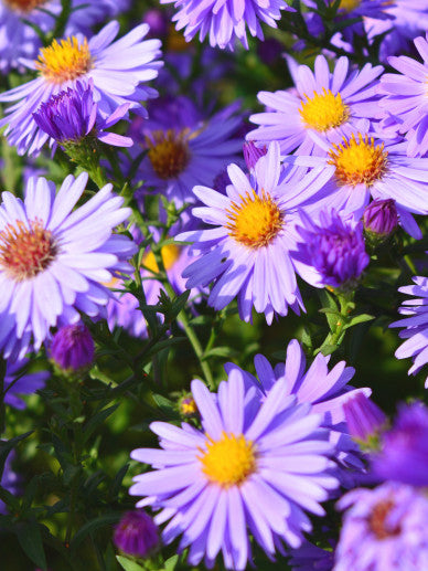 Herfstaster (Aster (D) 'Lady in Blue') - Tuinplanten