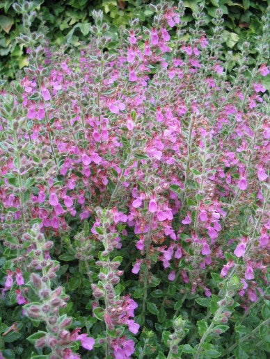 Gamander (Teucrium x. lucidrys) - Gartenpflanzen