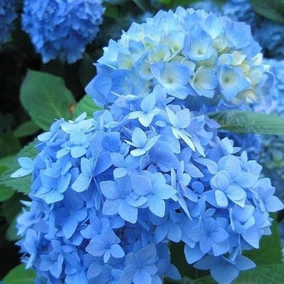 Hortensie (Hydrangea macrophylla 'Nikko Blue')