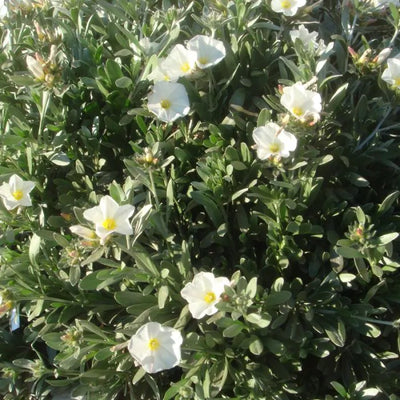 Silberne Prunkwinde (Convolvulus cneorum)