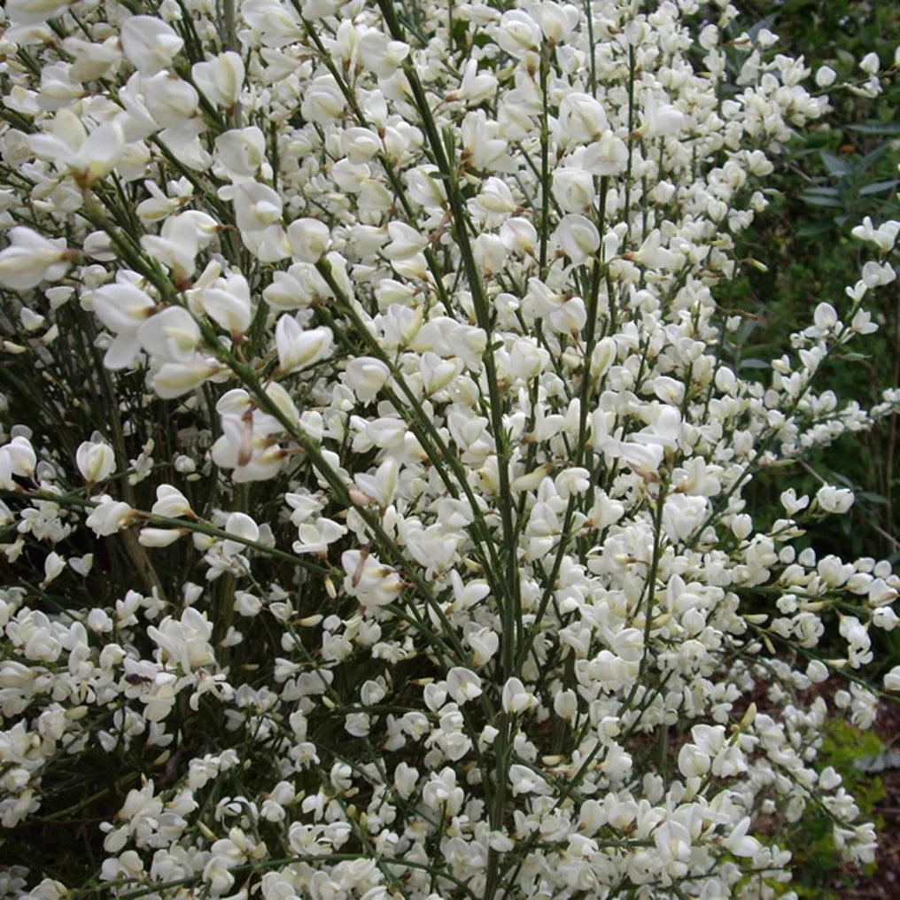Ginster (Cytisus praecox 'Albus')