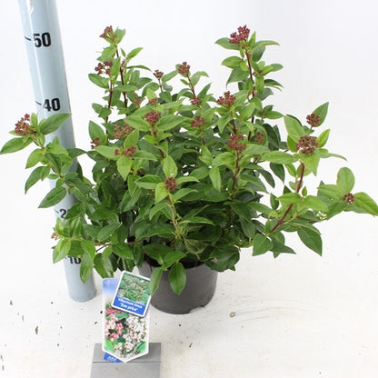 Schneeball (Viburnum tinus ‘Eve Price’) - Viburnum