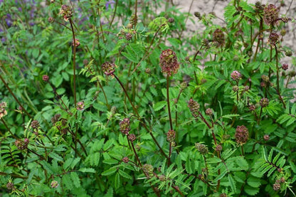 Pimpernell (Sanguisorba minor) - Gartenpflanzen