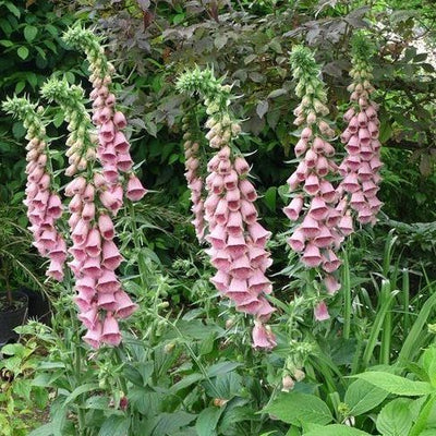 Fingerhut (Digitalis 'Mertonensis') 