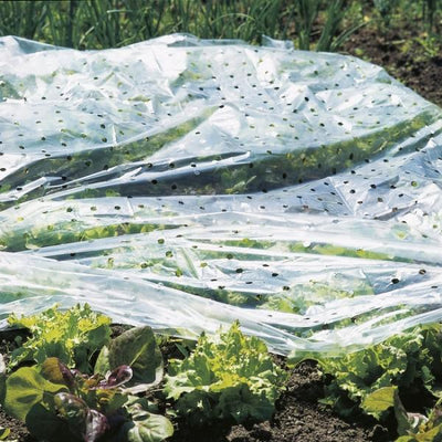 Anzuchtfolie für rote Tomaten