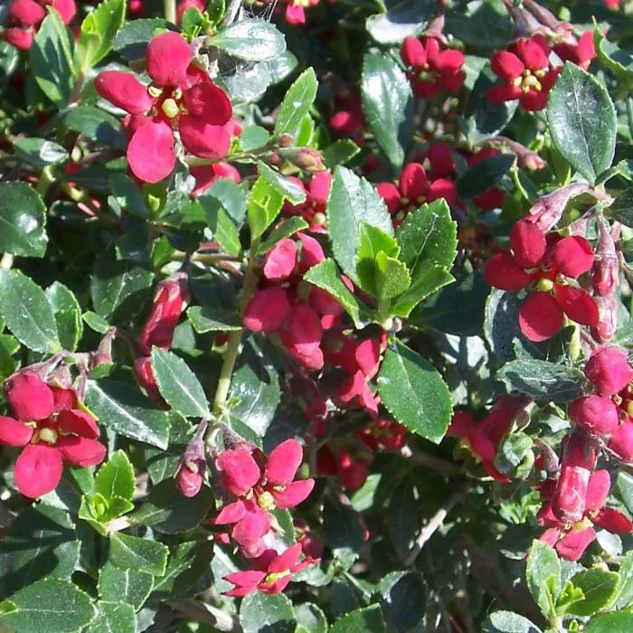 Escallania (Escallonia 'Red Dream') - Heesters