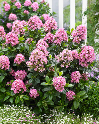 Escallania (Escallonia laevis Pink Elle)