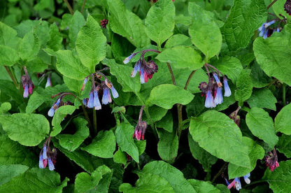 Beinwell (Symphytum grandiflorum 'Hitcote') - Gartenpflanzen