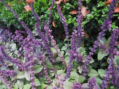Basilikum (Ocimum basilicum 'Magic Mountain') - Gartenpflanzen