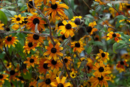 Sonnenhut (Rudbeckia triloba 'Prairie Glow') - Gartenpflanzen