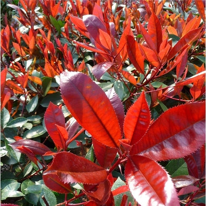 Glansmispel (Photinia fraseri ‘Carré Rouge’) - Heesters