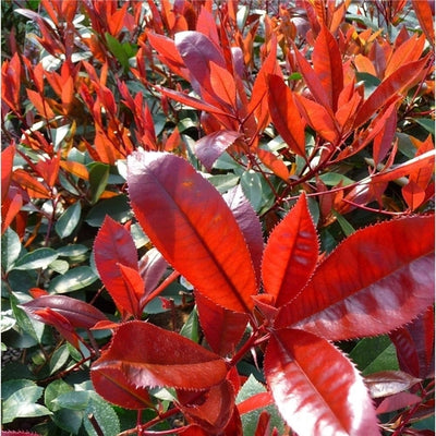 Glanzmispel (Photinia fraseri 'Carré Rouge')