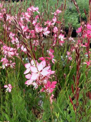 Wunderschöne Kerze (Gaura lindheimeri 'Grace')