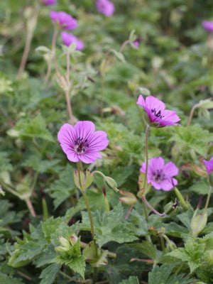 Storchschnabel (Geranium 'Pink Penny')