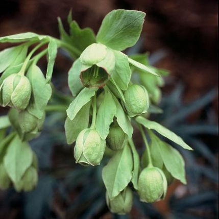 Nieswurz (Helleborus foetidus) - Gartenpflanzen