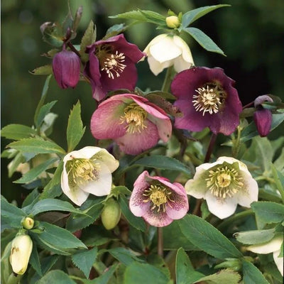 Christrose (Helleborus orientalis)