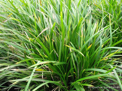 Segge (Carex morrowii Irish Green) - Gartenpflanzen