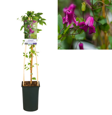 Kletterpflanze Clematis vit. 'Queen Mother' PBR (Cushing-Rebe)