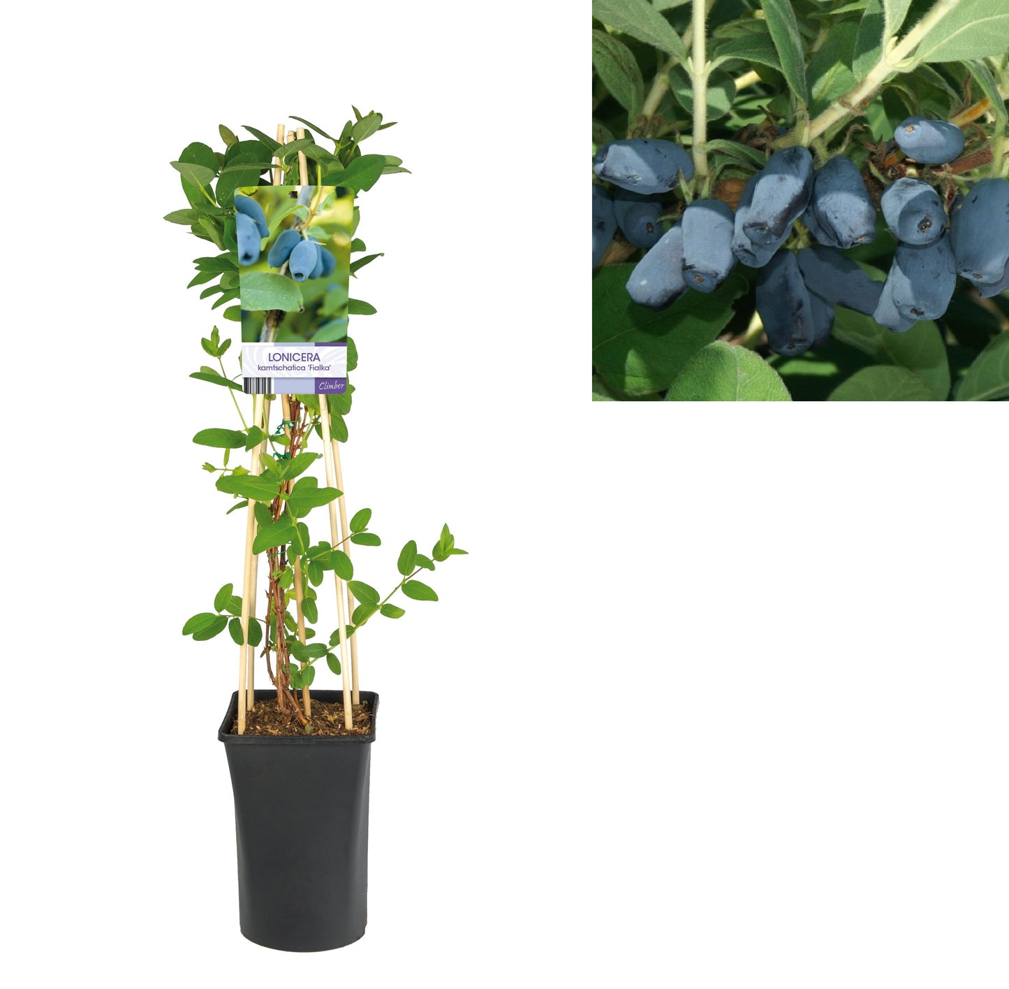 Kletterpflanze Lonicera kamtschatica 'Fialka' (Heckenkirsche) -