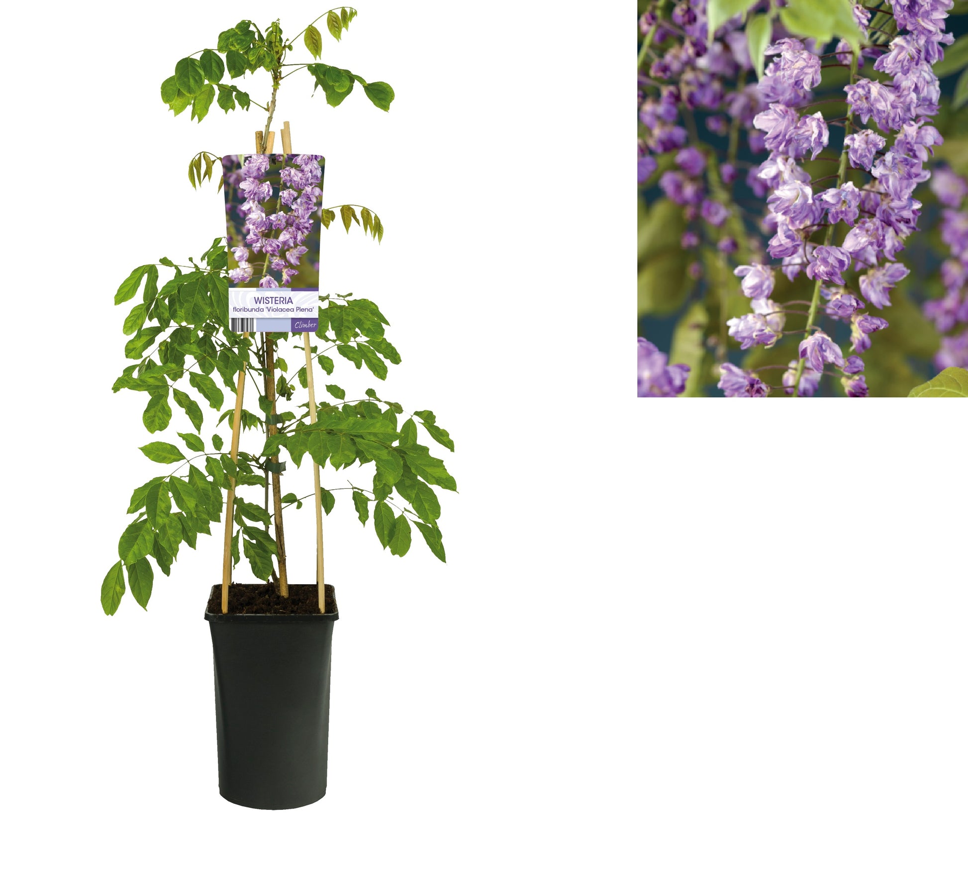 Wisteria floribunda 'Violacea Plena' (Blauwe regen) - 