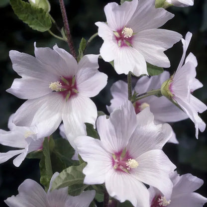 Lavatera (Strauchmalve 'Barnsley') - Gartenpflanzen