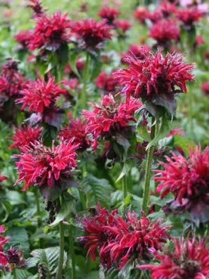 Bergamottepflanze (Monarda-Hybride 'Fireball')