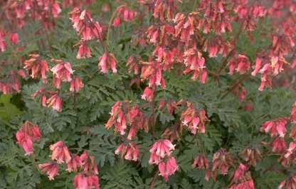 Gebrochene Herzen (Dicentra formosa 'Luxuriant') - Gartenpflanzen