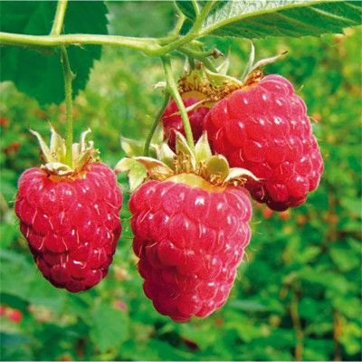 Kletterpflanze Rubus idaeus 'Glen Ample' (Rote Himbeere)