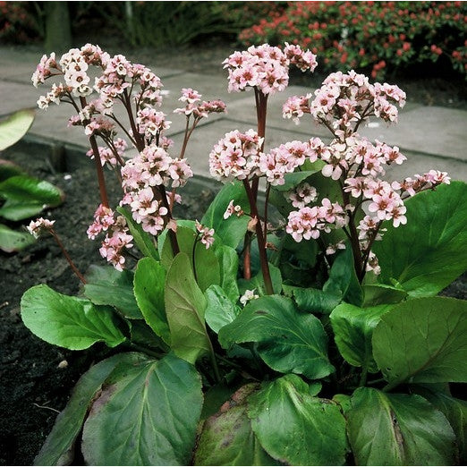 schoenlappersplant - Bergenia 'Silberlicht' - Tuinplanten