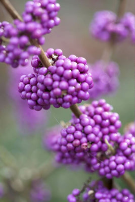 Schönheitsfrucht (Callicarpa bodinieri 'Profusion')