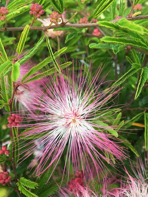 Surinamische Puderbürste (Calliandra surinamensis 'Dixie Pink')