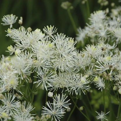 Ruit (Thalictrum 'Nimbus Alba') - Gartenpflanzen