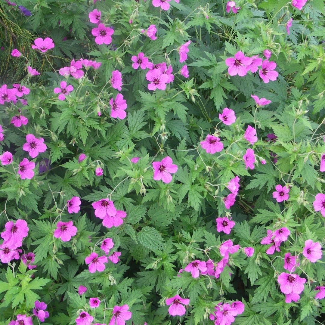 Ooievaarsbek (Geranium 'Patricia') - Tuinplanten