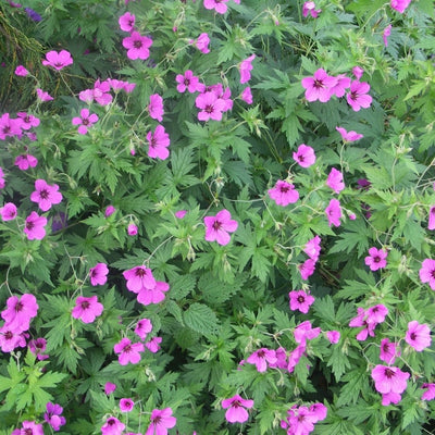 Storchschnabel (Geranium 'Patricia')
