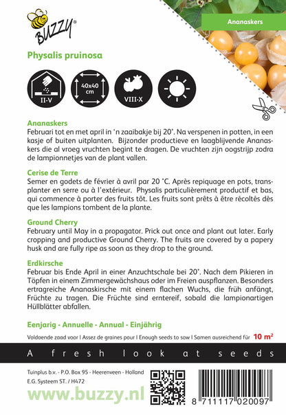 Ananaskers Physalis pruinosa - Zaden