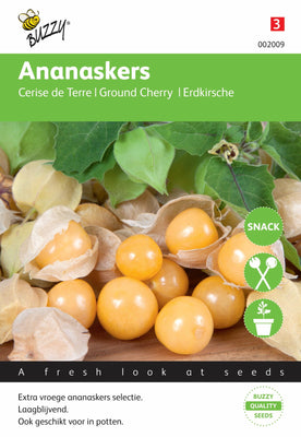 Ananaskirsche (Physalis pruinosa)